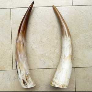 Par de cuernos africanos de buey - Product Image 2