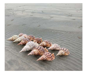 Triton Shell a la venta Big Amonite Triton Shell para decoración, Trompeta pulida Seashell exportación a granel limpia y lista para enviar - Product Image 1