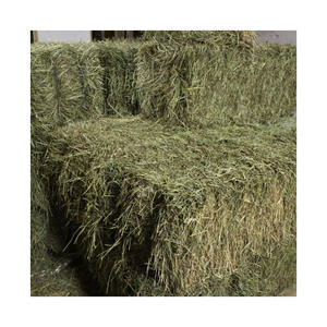Heno de Alfalfa de Origen Canadiense de Alta Calidad, Grado A, Precio Económico para Caballos, Ganado y Cerdos - Product Image 1