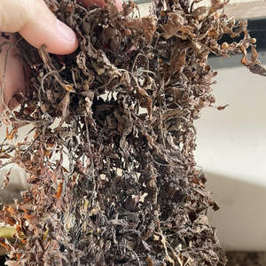 Vietnam Supplier Sun Dried Sargassum <b>Seaweed</b> Bulk Wholesale Stable Quality Export - Product Image 2