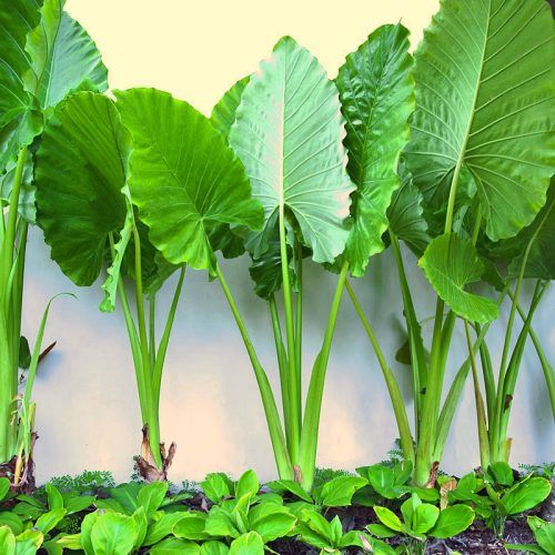 tall tropical house plants Tall Palms