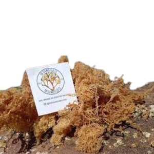 100% NATUREL, CRU: MOUSSE DE MER/MOUSSE D'IRLANDE-WILDCRAFTED/ÉCHANTILLONS TOUJOURS DISPONIBLES/ - Product Image 3