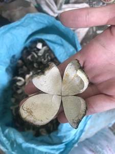 Venta al por mayor a granel de alta calidad, mandarina seca picada, seda de piel de naranja amarga - Product Image 2