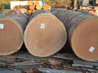 Bois de Sapele Frais de Qualité Supérieure en Gros pour l'Europe