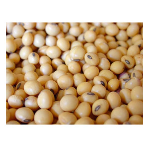 ถั่วเหลืองไม่ใช่ Gmo - Product Image 1