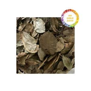 Feuilles de graviola séchées rentables et fiables pour l'exportation avec des prix spéciaux sur les achats en volume - Product Image 2