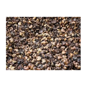 Coquilles de noix de cajou crues de haute qualité pour l'exportation et la vente en gros - Product Image 6