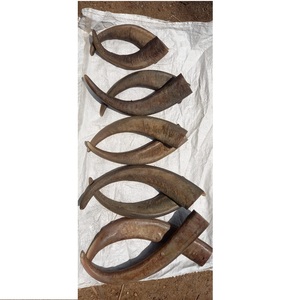 Puntas de Cuerno de Búfalo Natural Indio Vikingo, Técnica Cruda, Ecológicas, Disponibles al por Mayor en India - Product Image 2