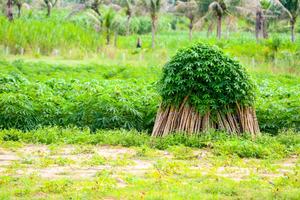 น้ำซุปข้นใบมันสำปะหลังแช่แข็ง - Product Image 6