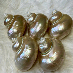 Decoración DE BODA artesanal: elegantes copas de vino de concha marina, Copas de concha costera, artesanías naturales, gran oferta - Product Image 6