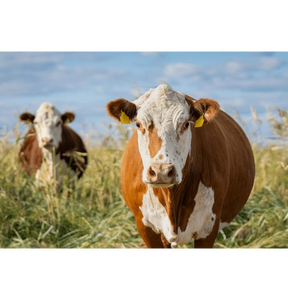 Bulk Live Cattle From Australian Exporters Droughtmaster Santa Gertrudis Beef Breeds For Asian And Middle East Markets Export - Product Image 3