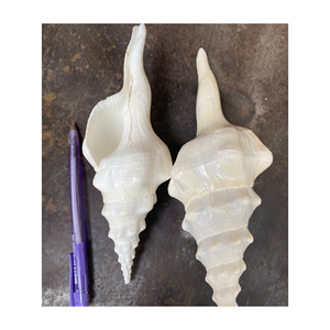 งานฝีมือเปลือกหอย - เปลือกหอยธรรมชาติจากเวียดนาม - เปลือกหอยทำความสะอาดสำหรับงานฝีมือ - Product Image 6