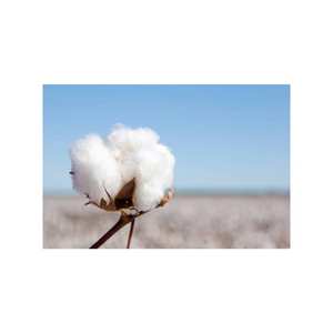 Fibre de coton brut biologique douce Matériau écologique sans OGM Idéal pour la filature et l'industrie textile à des prix abordables - Product Image 1