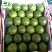 VIET THIEN PHU VTP/OL-28 Top vente de citron vert frais sans graine naturelle 100% du Viet Nam contacter au + 84 366 381 295