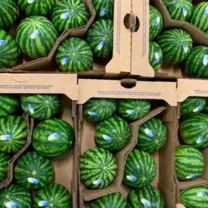 Sandía Fresca Dulce de Alta Calidad |   Cosecha Fresca |   Sandía de Pulpa Roja de Alta Calidad para Exportación, Jugosa - Product Image 4