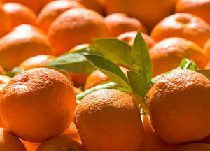 Naranjas Navel de Buena Calidad, Dulces y Jugosas, Naranjas Frescas Disponibles al por Mayor, Stock Fresco a Precio de Mayoreo, en Venta - Product Image 5