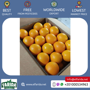 Hot Selling Pure and Natural Healthy Highly Nutritious <b>Fresh</b> <b>Citrus</b> <b>Fruit</b> Valencia Oranges From Egypt at Reliable Market Price - Product Image 6