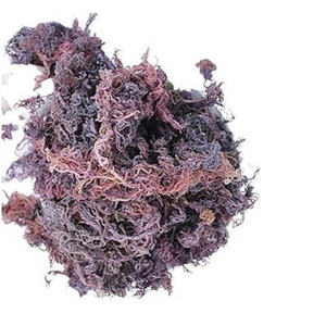 Summer Delight Compre 15 y Obtenga 1 gratis-Musgo de mar irlandés natural Seamoss Gold (púrpura) Chondrus Crispus Suplemento de algas marinas - Product Image 5