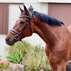 Bride de cheval en cuir véritable de haute qualité - Product Image 1