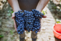 Vin rouge italien rouge toscan IGT GORGOLI Bouteilles de 0.750 litres boisson alcoolisée GVERDI Selection Made Italy Red Wine