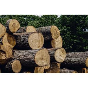 Softwood <b>Timber</b> Affordable Bulk Lumber for Construction, Pallets, and Industrial Use - Product Image 3