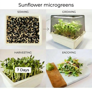 Kit <span class=keywords><strong>de</strong></span> Microvegetales con Lámpara LED Ajustable <span class=keywords><strong>de</strong></span> 8W, Caja <span class=keywords><strong>de</strong></span> Germinación con Autorriego, DC5V, para Cultivo en Interiores, con Certificación CE y RoHS - Product Image 3