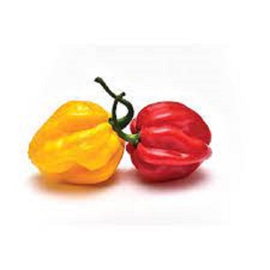 Capsicum jaune pur frais de haute qualité, naturel, Habanero, 25 kg, 2 cm, origine UE - Product Image 1