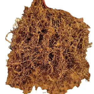 황금 토란 잎 맞춤형 대안 황금 담배 용 허브 블렌드 인도 황금 토란 잎 최고 가격 잘라 헝겊 허브
