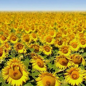 Fournisseurs Internationaux Offrent de l'Huile de Tournesol Comestible Raffinée 1L 3L 5L Huiles Végétales Conditionnées en Bouteille Plastique ou Fût – Promotion Spéciale - Product Image 6