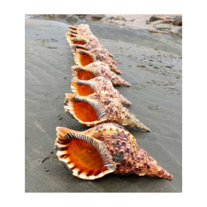 CONCHA DE TROMPETA TRITON AL POR MAYOR CON ALTA CALIDAD Y MEJOR VENDEDOR BUENA OFERTA DE VIETNAM Para exportación a venta con grandes cantidades - Product Image 6