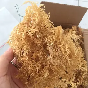 Wholesale Natural Yellow/White Sea Moss Seaweed Eucheuma Cottonii from 99 gold - 100% Dried, Unsalted High-quality