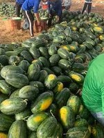 Lage MOQ Beste Prijs Vietnam Verse Watermeloen Zoet Sappig Rood Vlees 2-3kg Hele Fruit Bulk Groothandel Export Aanbod - Mevr. Tarina