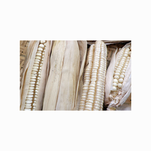 Maíz de maíz blanco de la mejor calidad para alimentación animal - Product Image 1