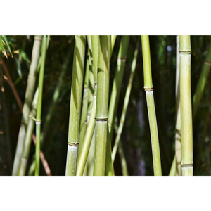 Organic Bamboo Stakes <b>Poles</b> Hand Cut All Natural - Wind Chimes Craft Floral <b>Gardening</b> Supplies Decoration - Product Image 3
