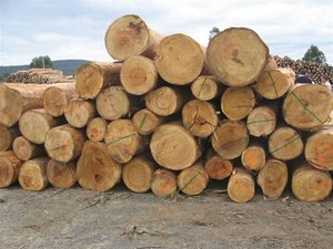 Bûches de cyprès pour panneaux en contreplaqué Bûches de cyprès pour trancher et façonner Bûches de cyprès pour bois robuste - Product Image 6