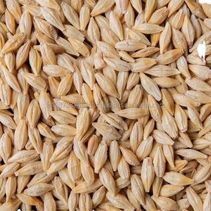 Orge de haute qualité pour l'exportation de porcs bovins chevaux - Product Image 4