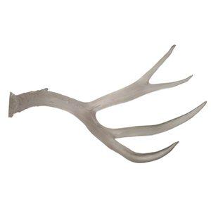 Naturally Shed Whole Red Deer Antlers Premium <b>Animal</b> <b>Extract</b> Product - Product Image 4
