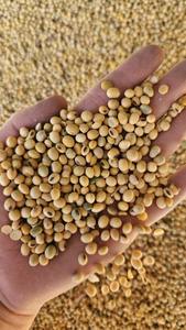 Soja nettoyé biologique à vendre - Product Image 3