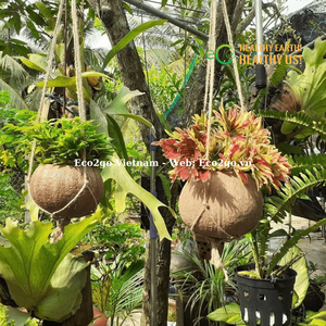 Maceta de cáscara de coco hecha a mano/maceta de cáscara de coco/cuenco de cáscaras de coco planta de maceta precio más barato y logotipo láser personalizado - Product Image 6