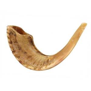 Shofar Horn Shofar Kudu Cuerno Instrumento musical judío Animal de la familia Bovidae - Product Image 6