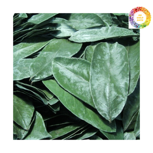 Hojas de Graviola naturales de origen vietnamita, hojas enteras de Guanábana secadas al sol para conservar la fragancia y la calidad, adecuadas - Product Image 3