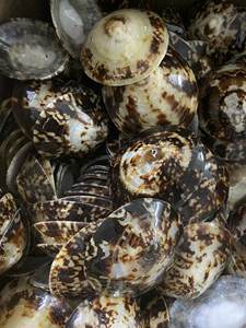 ¡Novedad de 2025! Conchas de limpias naturales de Vietnam, pulidas, artesanía ecológica para decoración del hogar y joyería - Mejor precio - Product Image 6