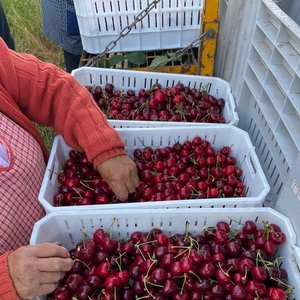 องุ่นแดงไร้เมล็ด พรีเมียม สดใหม่ - คุณภาพส่งออกเกรด 1 - องุ่นหวานคุณภาพสูงสำหรับรับประทาน ขายส่ง - Product Image 5