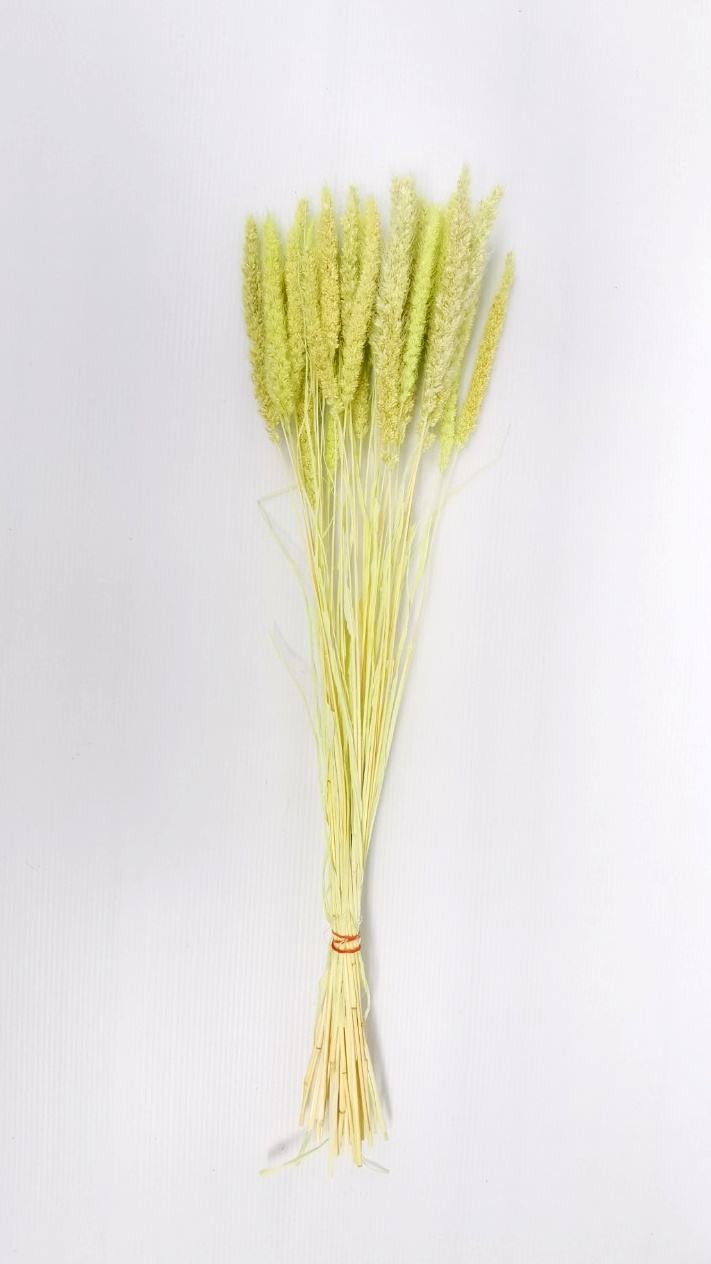 สีเขียวอ่อน