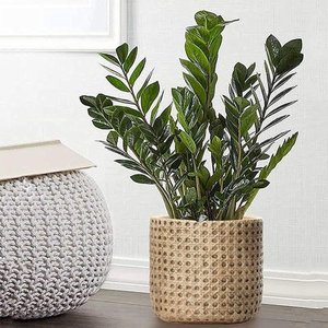 Handmade Planters Customized Design & Size Decorative Net Planters Rattan Net Planters Flower Pots for Indoor Outdoor Planting - Product Image 5