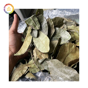 Feuilles de corossol séchées naturelles de qualité fiable, emballées en vrac avec un processus de séchage AD - Product Image 4