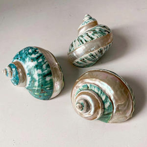 Décor élégant de l'océan de coquillage turbo poli de qualité supérieure et matériel d'artisanat pour l'exportation de conception de maison et d'hôtel - Product Image 3