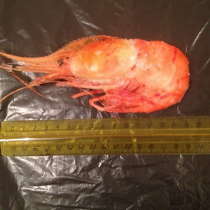 Vannamei กุ้งนอร์เวย์แช่แข็งกุ้ง vannamei ราคาของกุ้งทะเลแช่แข็งสีขาว100% ธรรมชาติ - Product Image 3