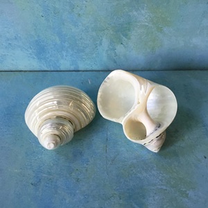 Servilletero de concha con tema costero, servilletero hecho a mano para la playa, para decoración de mesa de comedor, pedidos al por mayor a granel - Product Image 5