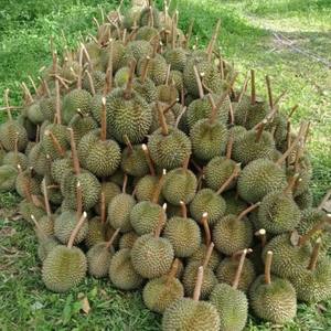 Authentique Durians frais cueillis à la main Variété Monthong entière Grade a 0.5kg King Fruits' Saveur originale - Product Image 2